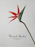 Bird of Paradise Stem – 29.5"