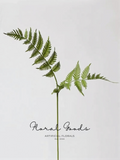 Classic Fern Spray – 31.5"