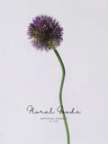 Globe Allium Stem – 33.5"